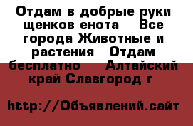 Отдам в добрые руки щенков енота. - Все города Животные и растения » Отдам бесплатно   . Алтайский край,Славгород г.